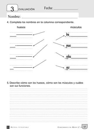 3            EVALUACIÓN     Fecha:

Nombre:
4. Completa los nombres en la columna correspondiente.

           huesos                                          músculos

                                                    bi

                                                    pec

                                                    glu

                                                    ge


5. Describe cómo son los huesos, cómo son los músculos y cuáles
   son sus funciones.




   M ATERIAL   FOTOCOPIABLE              C ONOCIMIENT O   DEL   M EDIO 2.º   EP   17
 