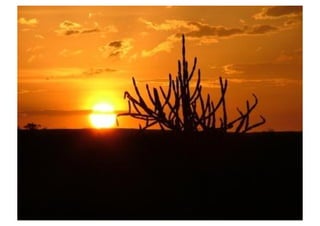 Paisagens do Nordeste brasileiro