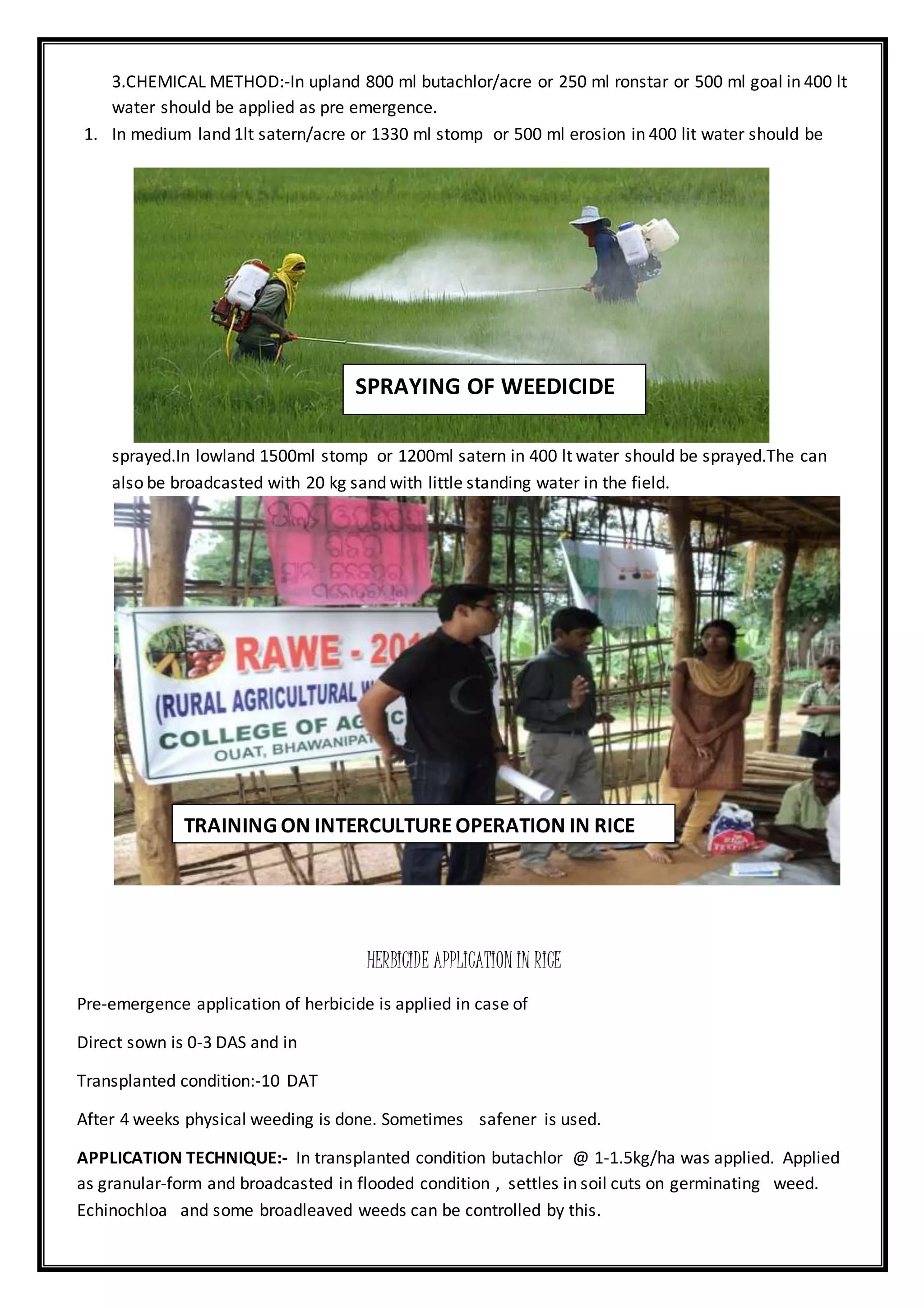 3.CHEMICAL METHOD:-In upland 800 ml butachlor/acre or 250 ml ronstar or 500 ml goal in 400 lt
water should be applied as pre emergence.
1. In medium land 1lt satern/acre or 1330 ml stomp or 500 ml erosion in 400 lit water should be
sprayed.In lowland 1500ml stomp or 1200ml satern in 400 lt water should be sprayed.The can
also be broadcasted with 20 kg sand with little standing water in the field.
HERBICIDE APPLICATION IN RICE
Pre-emergence application of herbicide is applied in case of
Direct sown is 0-3 DAS and in
Transplanted condition:-10 DAT
After 4 weeks physical weeding is done. Sometimes safener is used.
APPLICATION TECHNIQUE:- In transplanted condition butachlor @ 1-1.5kg/ha was applied. Applied
as granular-form and broadcasted in flooded condition , settles in soil cuts on germinating weed.
Echinochloa and some broadleaved weeds can be controlled by this.
SPRAYING OF WEEDICIDE
TRAINING ON INTERCULTUREOPERATION IN RICE
RICE
 
