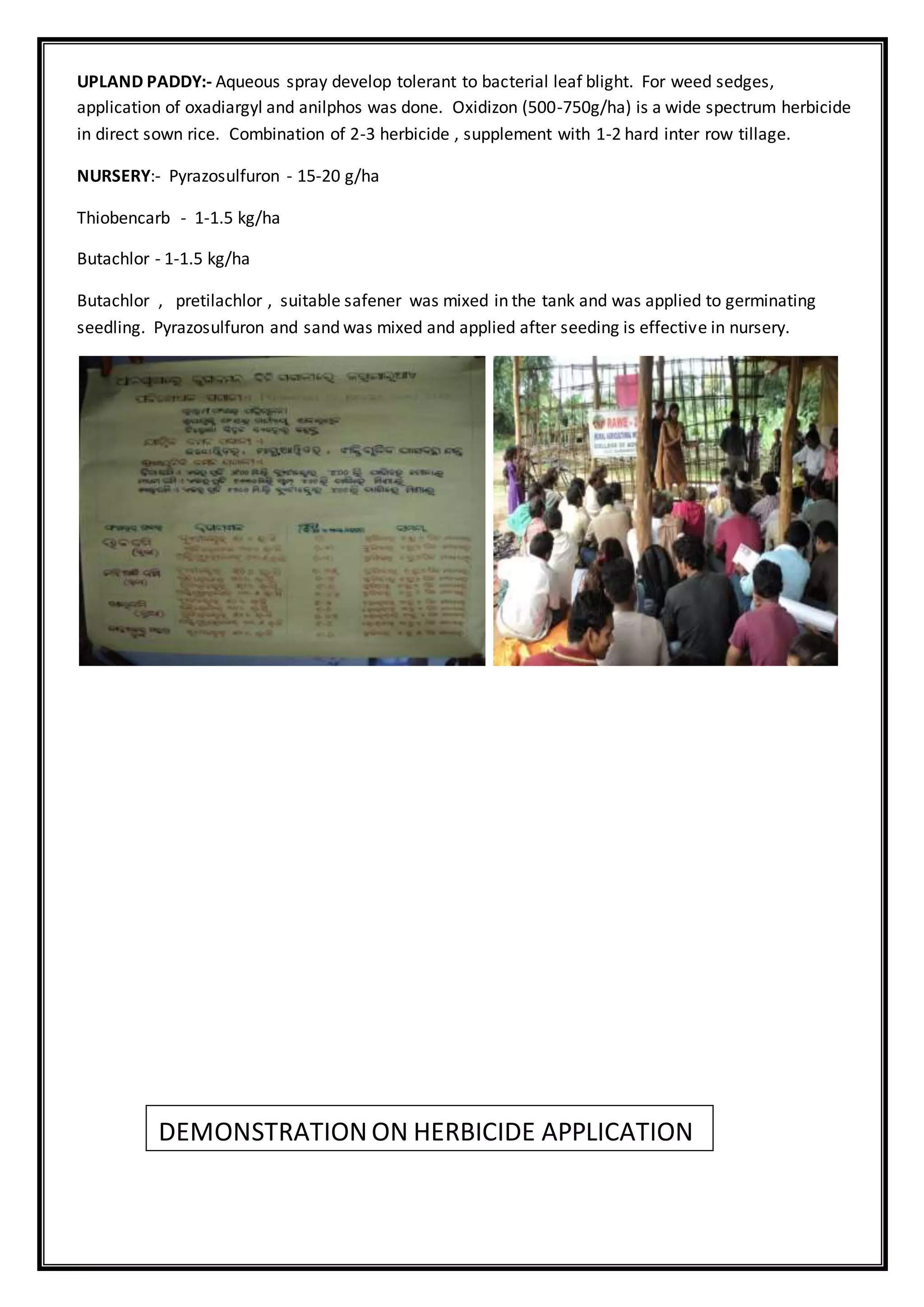 UPLAND PADDY:- Aqueous spray develop tolerant to bacterial leaf blight. For weed sedges,
application of oxadiargyl and anilphos was done. Oxidizon (500-750g/ha) is a wide spectrum herbicide
in direct sown rice. Combination of 2-3 herbicide , supplement with 1-2 hard inter row tillage.
NURSERY:- Pyrazosulfuron - 15-20 g/ha
Thiobencarb - 1-1.5 kg/ha
Butachlor - 1-1.5 kg/ha
Butachlor , pretilachlor , suitable safener was mixed in the tank and was applied to germinating
seedling. Pyrazosulfuron and sand was mixed and applied after seeding is effective in nursery.
DEMONSTRATIONON HERBICIDE APPLICATION
 