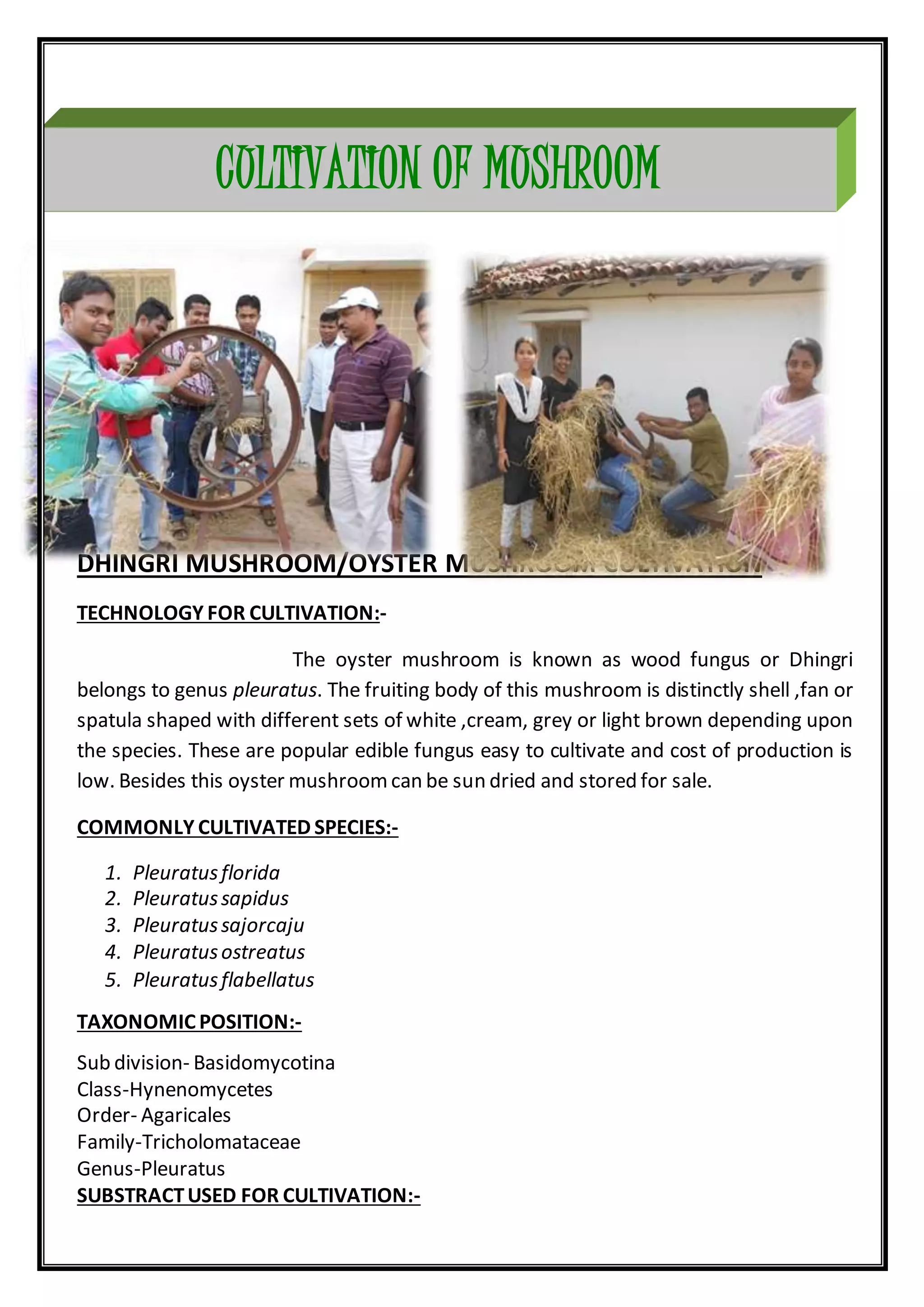 DHINGRI MUSHROOM/OYSTER MUSHROOM CULTIVATION
TECHNOLOGY FOR CULTIVATION:-
The oyster mushroom is known as wood fungus or Dhingri
belongs to genus pleuratus. The fruiting body of this mushroom is distinctly shell ,fan or
spatula shaped with different sets of white ,cream, grey or light brown depending upon
the species. These are popular edible fungus easy to cultivate and cost of production is
low. Besides this oyster mushroomcan be sun dried and stored for sale.
COMMONLY CULTIVATED SPECIES:-
1. Pleuratusflorida
2. Pleuratussapidus
3. Pleuratussajorcaju
4. Pleuratusostreatus
5. Pleuratusflabellatus
TAXONOMIC POSITION:-
Sub division- Basidomycotina
Class-Hynenomycetes
Order- Agaricales
Family-Tricholomataceae
Genus-Pleuratus
SUBSTRACTUSED FOR CULTIVATION:-
CULTIVATION OF MUSHROOM
 