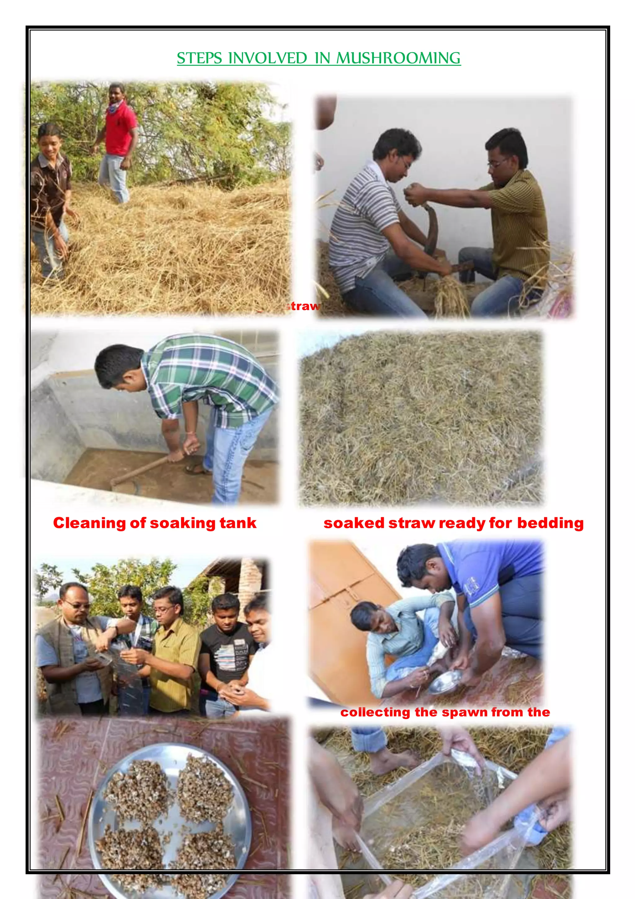 STEPS INVOLVED IN MUSHROOMING
Collected straw cutting of straw by straw cutter
Cleaning of soaking tank soaked straw ready for bedding
Punching the poly bag collecting the spawn from the
bottle
 