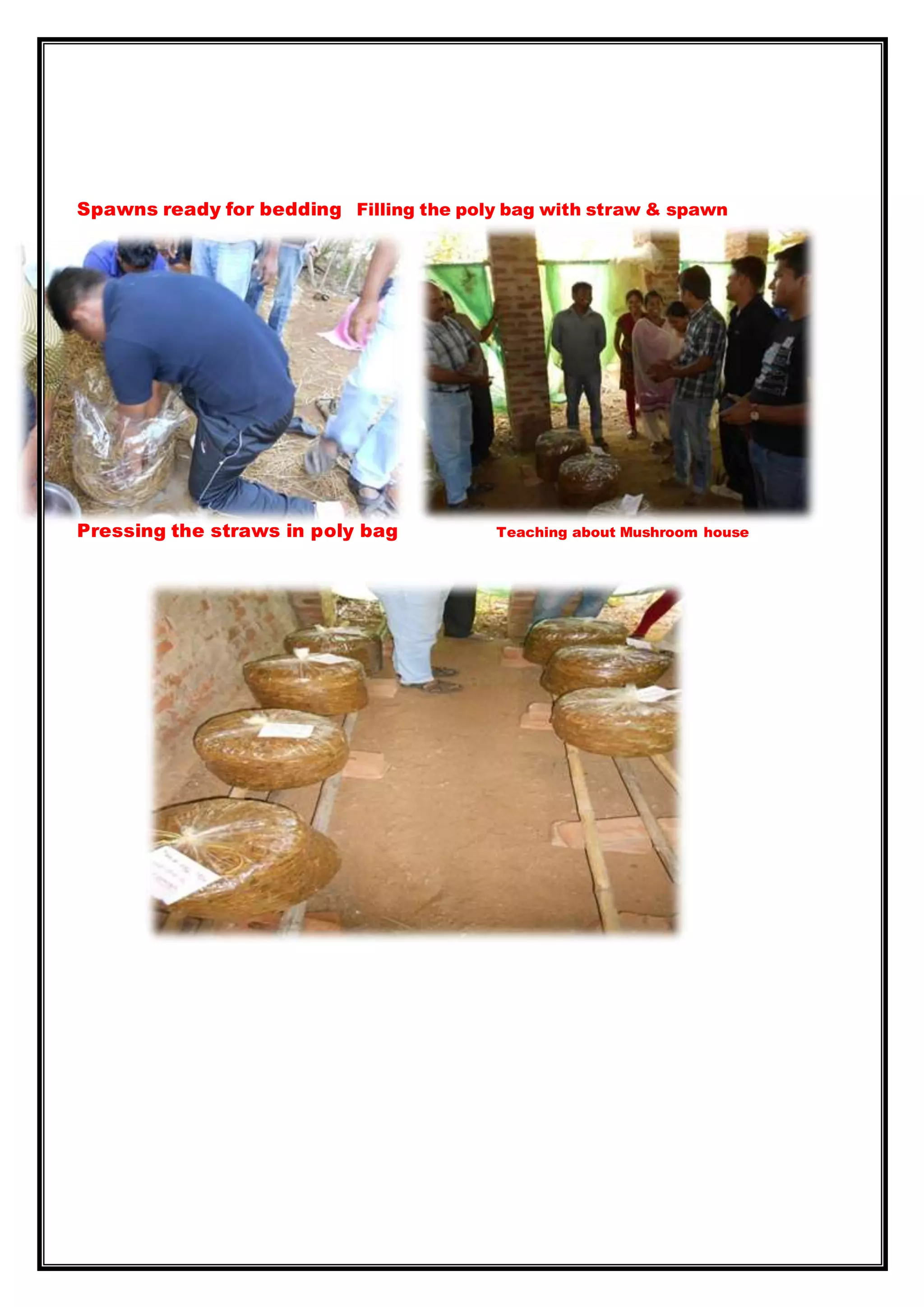 Spawns ready for bedding Filling the poly bag with straw & spawn
Pressing the straws in poly bag Teaching about Mushroom house
 