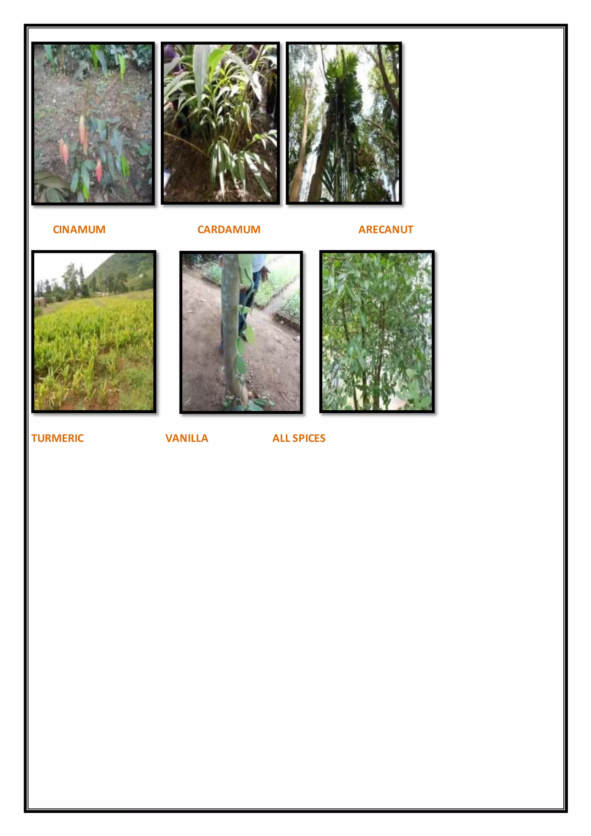CINAMUM CARDAMUM ARECANUT
TURMERIC VANILLA ALL SPICES
 