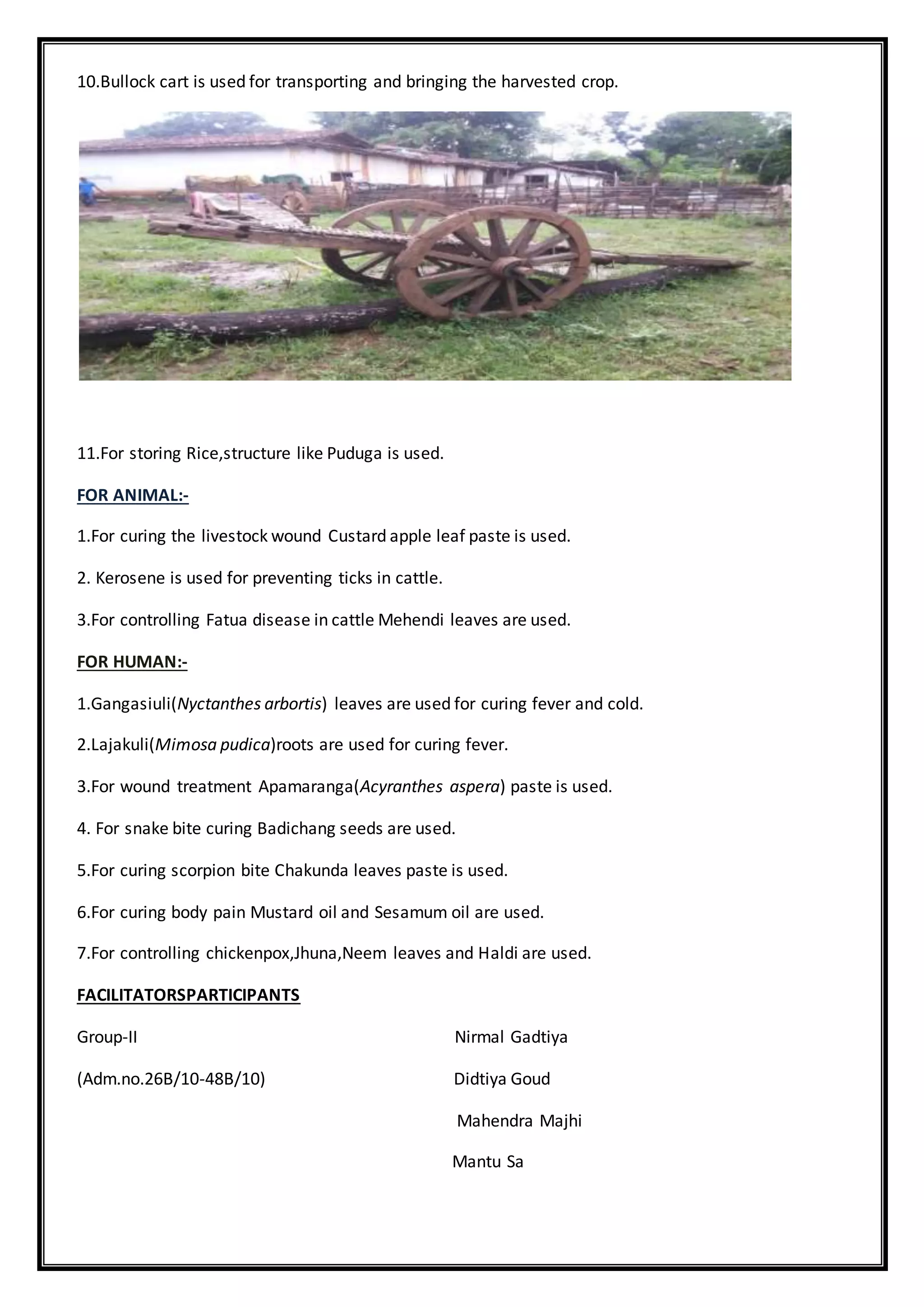 10.Bullock cart is used for transporting and bringing the harvested crop.
11.For storing Rice,structure like Puduga is used.
FOR ANIMAL:-
1.For curing the livestock wound Custard apple leaf paste is used.
2. Kerosene is used for preventing ticks in cattle.
3.For controlling Fatua disease in cattle Mehendi leaves are used.
FOR HUMAN:-
1.Gangasiuli(Nyctanthes arbortis) leaves are used for curing fever and cold.
2.Lajakuli(Mimosa pudica)roots are used for curing fever.
3.For wound treatment Apamaranga(Acyranthes aspera) paste is used.
4. For snake bite curing Badichang seeds are used.
5.For curing scorpion bite Chakunda leaves paste is used.
6.For curing body pain Mustard oil and Sesamum oil are used.
7.For controlling chickenpox,Jhuna,Neem leaves and Haldi are used.
FACILITATORSPARTICIPANTS
Group-II Nirmal Gadtiya
(Adm.no.26B/10-48B/10) Didtiya Goud
Mahendra Majhi
Mantu Sa
 