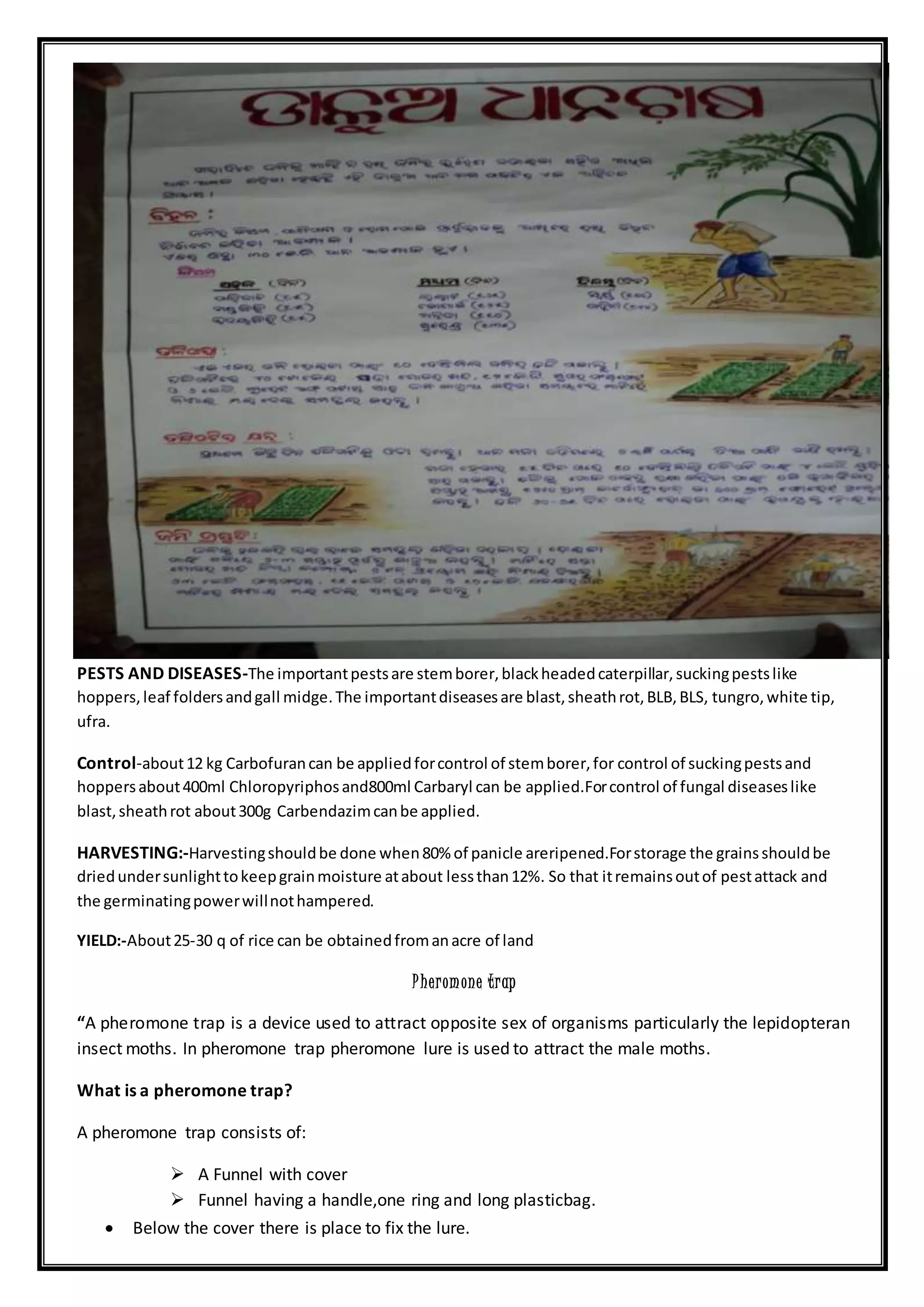 PESTS AND DISEASES-The importantpestsare stemborer,blackheadedcaterpillar,suckingpestslike
hoppers,leaf foldersandgall midge.The importantdiseasesare blast,sheathrot,BLB,BLS, tungro,white tip,
ufra.
Control-about12 kg Carbofurancan be appliedforcontrol of stemborer,for control of suckingpestsand
hoppersabout400ml Chloropyriphosand800ml Carbaryl can be applied.Forcontrol of fungal diseaseslike
blast,sheathrot about300g Carbendazimcanbe applied.
HARVESTING:-Harvestingshouldbe done when80% of panicle areripened.Forstorage the grainsshouldbe
driedundersunlighttokeepgrainmoisture atabout lessthan12%. So that itremainsoutof pestattack and
the germinatingpowerwillnothampered.
YIELD:-About25-30 q of rice can be obtainedfromanacre of land
Pheromone trap
“A pheromone trap is a device used to attract opposite sex of organisms particularly the lepidopteran
insect moths. In pheromone trap pheromone lure is used to attract the male moths.
What is a pheromone trap?
A pheromone trap consists of:
 A Funnel with cover
 Funnel having a handle,one ring and long plasticbag.
 Below the cover there is place to fix the lure.
 