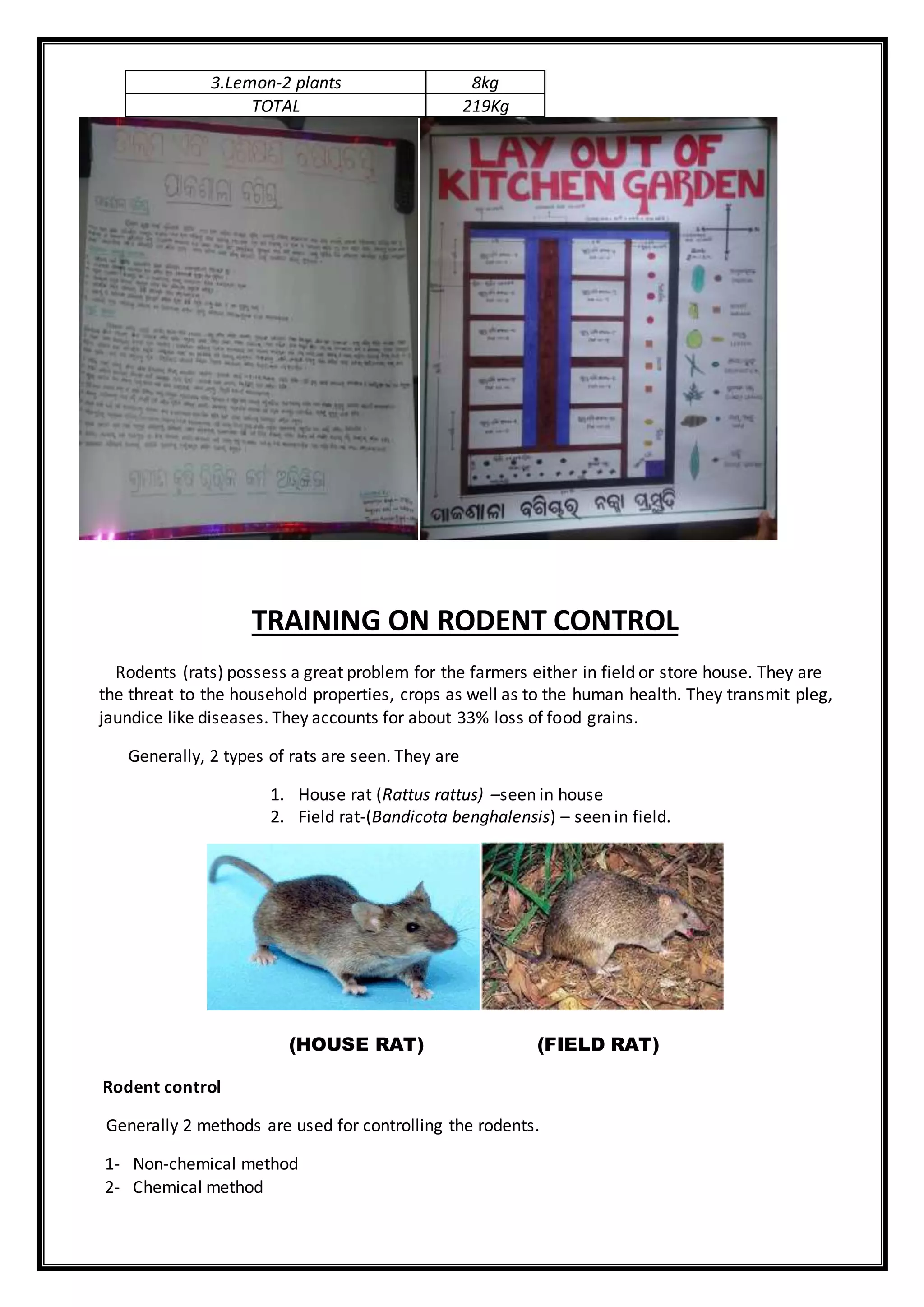 3.Lemon-2 plants 8kg
TOTAL 219Kg
TRAINING ON RODENT CONTROL
Rodents (rats) possess a great problem for the farmers either in field or store house. They are
the threat to the household properties, crops as well as to the human health. They transmit pleg,
jaundice like diseases. They accounts for about 33% loss of food grains.
Generally, 2 types of rats are seen. They are
1. House rat (Rattus rattus) –seen in house
2. Field rat-(Bandicota benghalensis) – seen in field.
(HOUSE RAT) (FIELD RAT)
Rodent control
Generally 2 methods are used for controlling the rodents.
1- Non-chemical method
2- Chemical method
 