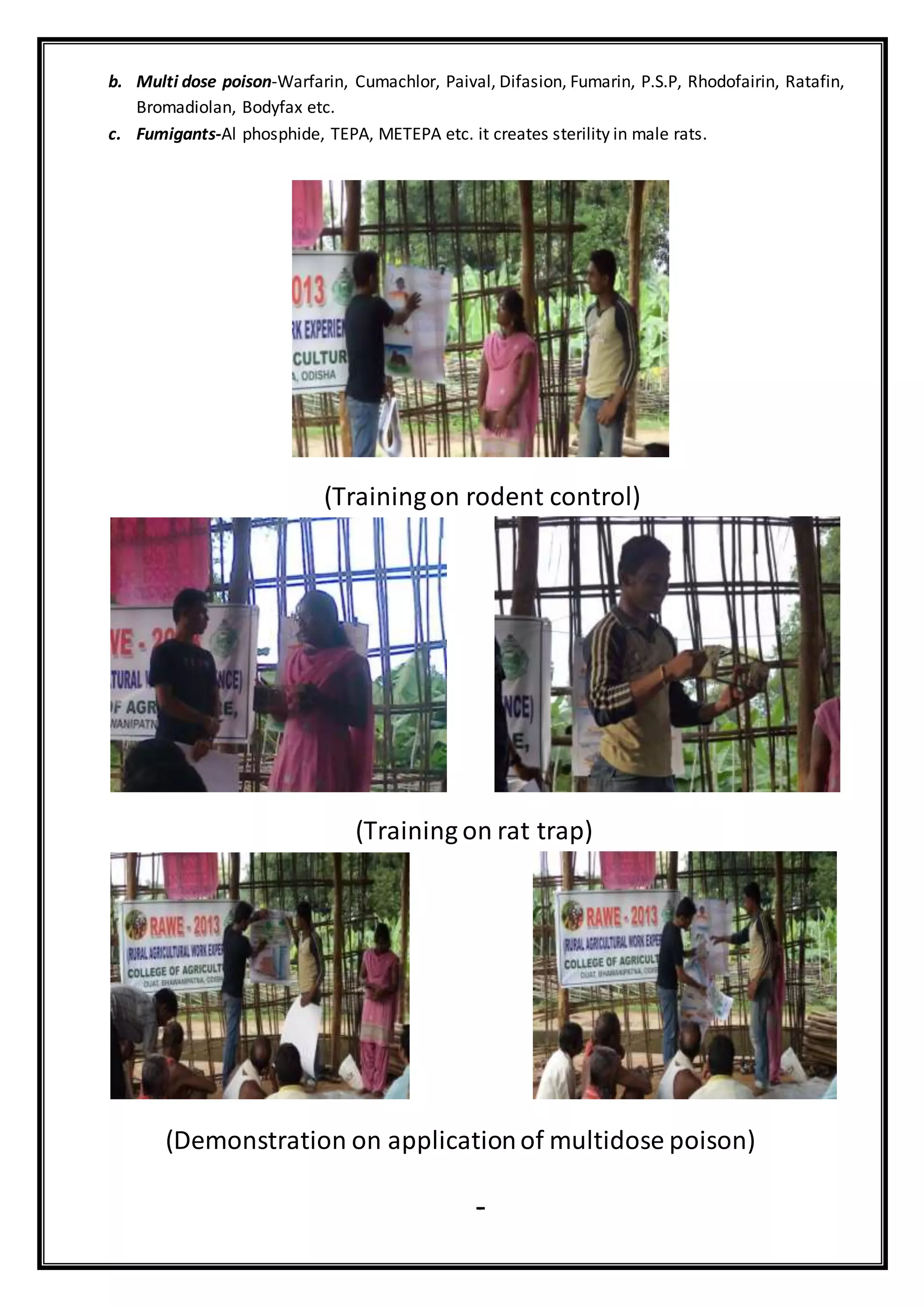 b. Multi dose poison-Warfarin, Cumachlor, Paival, Difasion, Fumarin, P.S.P, Rhodofairin, Ratafin,
Bromadiolan, Bodyfax etc.
c. Fumigants-Al phosphide, TEPA, METEPA etc. it creates sterility in male rats.
(Trainingon rodent control)
(Training on rat trap)
(Demonstration on applicationof multidose poison)
Fdggsl l
 