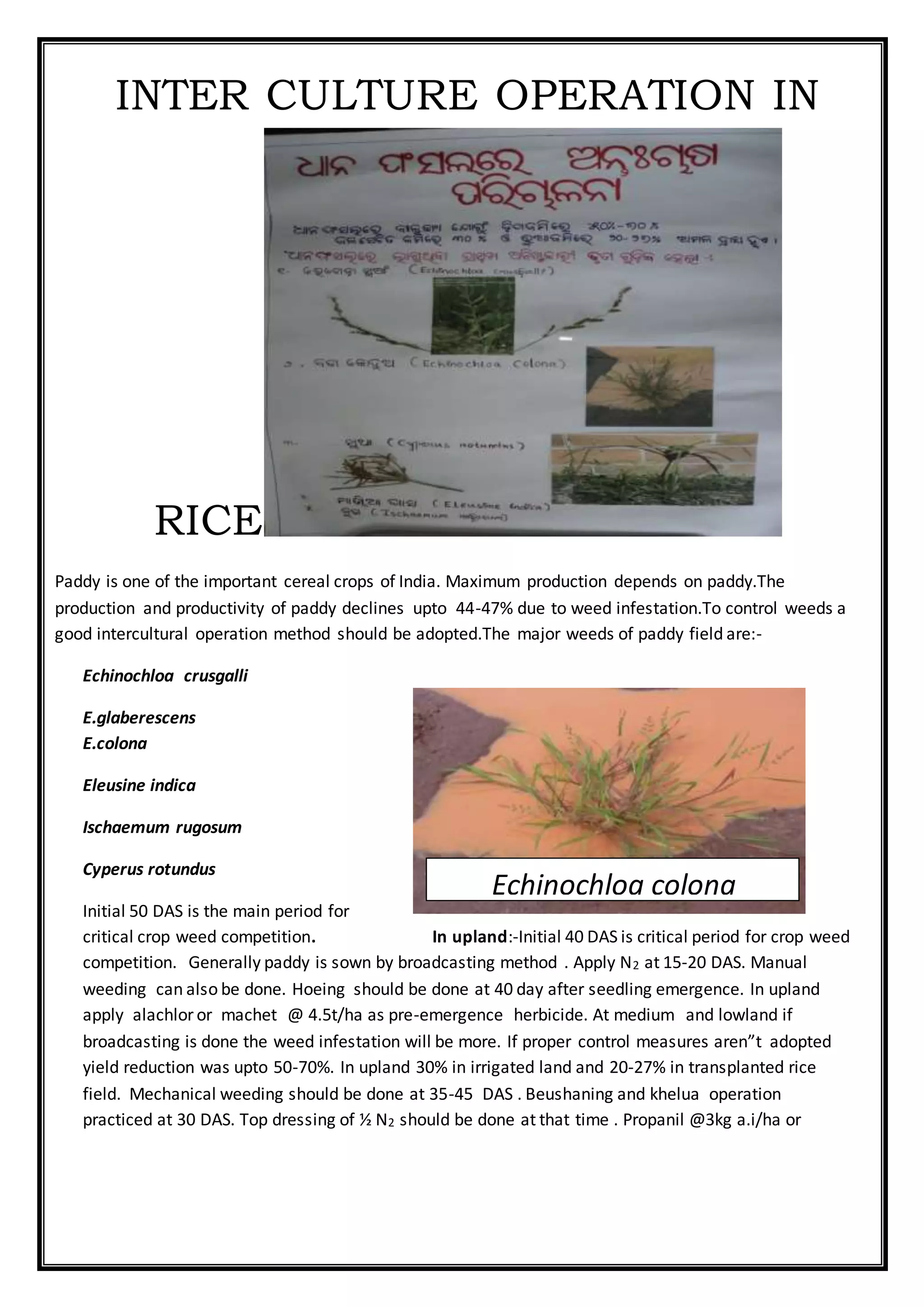 INTER CULTURE OPERATION IN
RICE
Paddy is one of the important cereal crops of India. Maximum production depends on paddy.The
production and productivity of paddy declines upto 44-47% due to weed infestation.To control weeds a
good intercultural operation method should be adopted.The major weeds of paddy field are:-
Echinochloa crusgalli
E.glaberescens
E.colona
Eleusine indica
Ischaemum rugosum
Cyperus rotundus
Initial 50 DAS is the main period for
critical crop weed competition. In upland:-Initial 40 DAS is critical period for crop weed
competition. Generally paddy is sown by broadcasting method . Apply N2 at 15-20 DAS. Manual
weeding can also be done. Hoeing should be done at 40 day after seedling emergence. In upland
apply alachlor or machet @ 4.5t/ha as pre-emergence herbicide. At medium and lowland if
broadcasting is done the weed infestation will be more. If proper control measures aren”t adopted
yield reduction was upto 50-70%. In upland 30% in irrigated land and 20-27% in transplanted rice
field. Mechanical weeding should be done at 35-45 DAS . Beushaning and khelua operation
practiced at 30 DAS. Top dressing of ½ N2 should be done at that time . Propanil @3kg a.i/ha or
Echinochloa colona
 