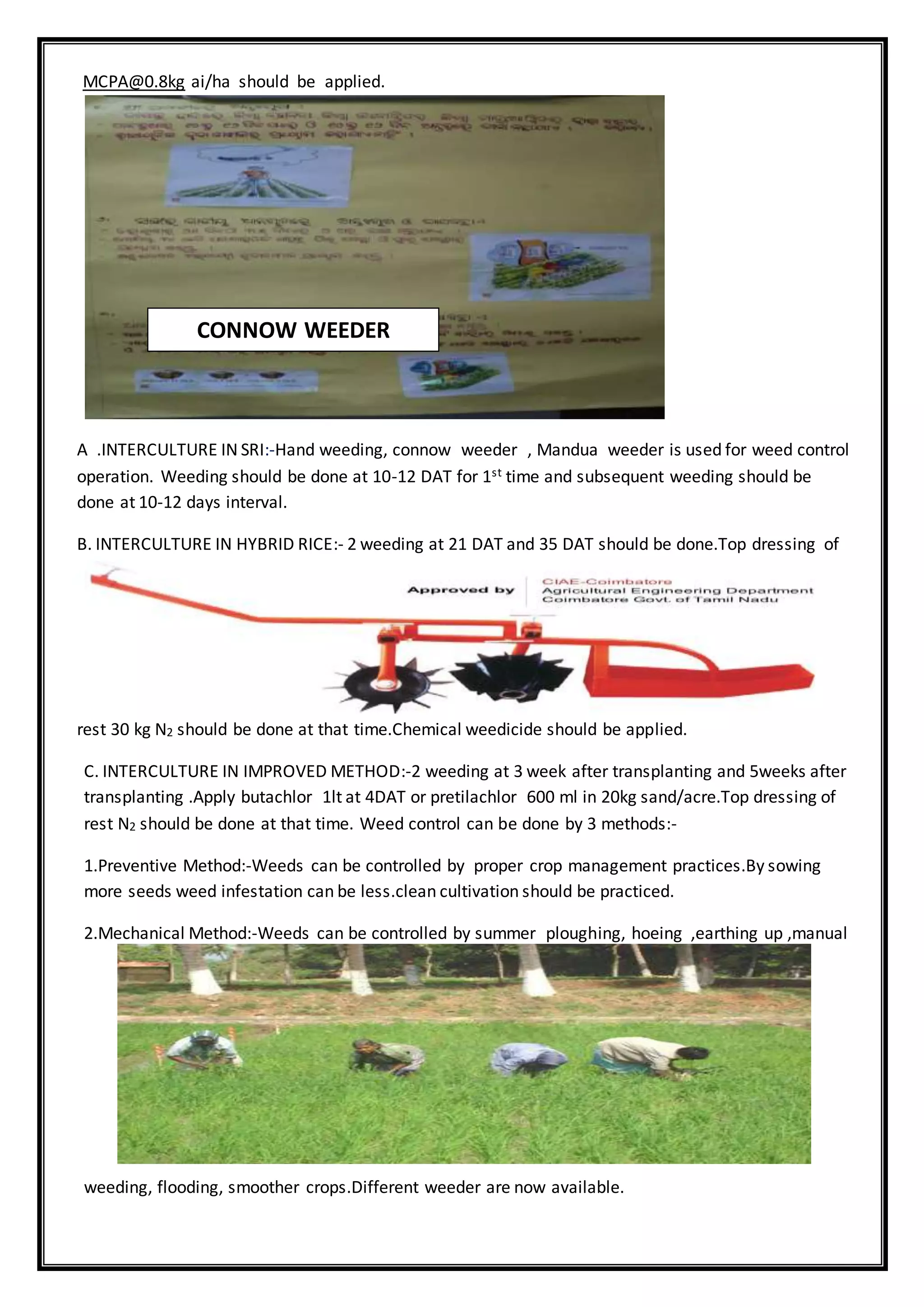 MCPA@0.8kg ai/ha should be applied.
A .INTERCULTURE IN SRI:-Hand weeding, connow weeder , Mandua weeder is used for weed control
operation. Weeding should be done at 10-12 DAT for 1st time and subsequent weeding should be
done at 10-12 days interval.
B. INTERCULTURE IN HYBRID RICE:- 2 weeding at 21 DAT and 35 DAT should be done.Top dressing of
rest 30 kg N2 should be done at that time.Chemical weedicide should be applied.
C. INTERCULTURE IN IMPROVED METHOD:-2 weeding at 3 week after transplanting and 5weeks after
transplanting .Apply butachlor 1lt at 4DAT or pretilachlor 600 ml in 20kg sand/acre.Top dressing of
rest N2 should be done at that time. Weed control can be done by 3 methods:-
1.Preventive Method:-Weeds can be controlled by proper crop management practices.By sowing
more seeds weed infestation can be less.clean cultivation should be practiced.
2.Mechanical Method:-Weeds can be controlled by summer ploughing, hoeing ,earthing up ,manual
weeding, flooding, smoother crops.Different weeder are now available.
CONNOW WEEDER
 