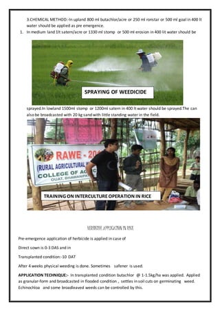 3.CHEMICAL METHOD:-In upland 800 ml butachlor/acre or 250 ml ronstar or 500 ml goal in 400 lt
water should be applied as pre emergence.
1. In medium land 1lt satern/acre or 1330 ml stomp or 500 ml erosion in 400 lit water should be
sprayed.In lowland 1500ml stomp or 1200ml satern in 400 lt water should be sprayed.The can
also be broadcasted with 20 kg sand with little standing water in the field.
HERBICIDE APPLICATION IN RICE
Pre-emergence application of herbicide is applied in case of
Direct sown is 0-3 DAS and in
Transplanted condition:-10 DAT
After 4 weeks physical weeding is done. Sometimes safener is used.
APPLICATION TECHNIQUE:- In transplanted condition butachlor @ 1-1.5kg/ha was applied. Applied
as granular-form and broadcasted in flooded condition , settles in soil cuts on germinating weed.
Echinochloa and some broadleaved weeds can be controlled by this.
SPRAYING OF WEEDICIDE
TRAINING ON INTERCULTUREOPERATION IN RICE
RICE
 