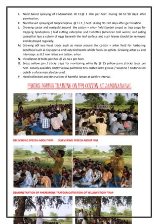 J. Need based spraying of Endosulfanb 30 EC@ 1 litre per hect. During 60 to 90 days after
germination.
K. Need based spraying of Prophenophus @ 1 LT. / hect. during 90-120 days after germination.
L. Growing castor and marigold around the cotton + arhar field (border crops) as trap crops for
trapping Spodoptera ( leaf cutting caterpillar and Heliothis (American boll worm) leaf eating
caterpillar lays a colony of eggs beneath the leaf surface and such leaves should be removed
and destroyed regularly.
M. Growing o0f eco feast crops such as maize around the cotton + arhar field for harboring
beneficial such as Crysoperla and lady bird beetle which feeds on aphids. Growing arhar as and
intercrops as 8:2 row ratios are cotton: arhar.
N. Installation of birds perches @ 20 no.s per hect.
O. Setup yellow pan / sticky traps for monitoring white fly @ 25 yellow pans /sticky tarps per
hect. Locally availably empty yellow palmoline tins coated with grease / Vaseline / castor oil on
oute3r surface may also be used.
P. Hand collection and destruction of harmful larvae at weekly interval.
PHOTOS DURING TRAINING ON IPM COTTON AT JAMUNABAHAL
DELEVERING SPEECH ABOUT IPM DELEVERING SPEECH ABOUT IPM
DEMONSTRATION OF PHEREMONE TRAPDEMOSTRATION OF YELLOW STICKY TRAP
 
