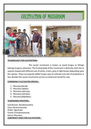 DHINGRI MUSHROOM/OYSTER MUSHROOM CULTIVATION
TECHNOLOGY FOR CULTIVATION:-
The oyster mushroom is known as wood fungus or Dhingri
belongs to genus pleuratus. The fruiting body of this mushroom is distinctly shell ,fan or
spatula shaped with different sets of white ,cream, grey or light brown depending upon
the species. These are popular edible fungus easy to cultivate and cost of production is
low. Besides this oyster mushroomcan be sun dried and stored for sale.
COMMONLY CULTIVATED SPECIES:-
1. Pleuratusflorida
2. Pleuratussapidus
3. Pleuratussajorcaju
4. Pleuratusostreatus
5. Pleuratusflabellatus
TAXONOMIC POSITION:-
Sub division- Basidomycotina
Class-Hynenomycetes
Order- Agaricales
Family-Tricholomataceae
Genus-Pleuratus
SUBSTRACTUSED FOR CULTIVATION:-
CULTIVATION OF MUSHROOM
 