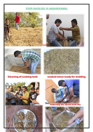 STEPS INVOLVED IN MUSHROOMING
Collected straw cutting of straw by straw cutter
Cleaning of soaking tank soaked straw ready for bedding
Punching the poly bag collecting the spawn from the
bottle
 