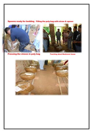 Spawns ready for bedding Filling the poly bag with straw & spawn
Pressing the straws in poly bag Teaching about Mushroom house
 