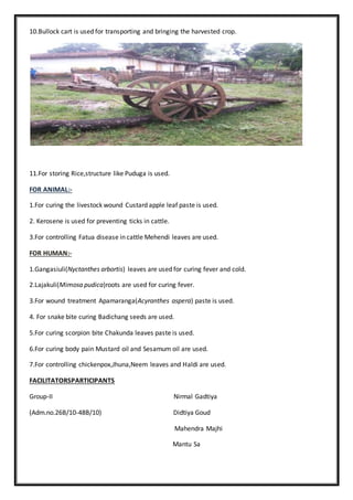 10.Bullock cart is used for transporting and bringing the harvested crop.
11.For storing Rice,structure like Puduga is used.
FOR ANIMAL:-
1.For curing the livestock wound Custard apple leaf paste is used.
2. Kerosene is used for preventing ticks in cattle.
3.For controlling Fatua disease in cattle Mehendi leaves are used.
FOR HUMAN:-
1.Gangasiuli(Nyctanthes arbortis) leaves are used for curing fever and cold.
2.Lajakuli(Mimosa pudica)roots are used for curing fever.
3.For wound treatment Apamaranga(Acyranthes aspera) paste is used.
4. For snake bite curing Badichang seeds are used.
5.For curing scorpion bite Chakunda leaves paste is used.
6.For curing body pain Mustard oil and Sesamum oil are used.
7.For controlling chickenpox,Jhuna,Neem leaves and Haldi are used.
FACILITATORSPARTICIPANTS
Group-II Nirmal Gadtiya
(Adm.no.26B/10-48B/10) Didtiya Goud
Mahendra Majhi
Mantu Sa
 