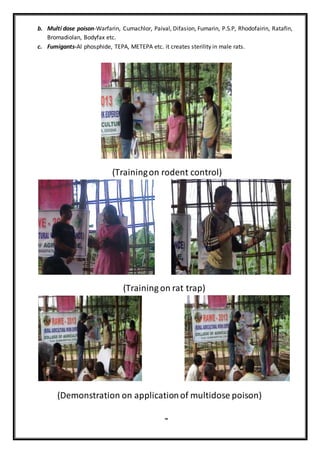 b. Multi dose poison-Warfarin, Cumachlor, Paival, Difasion, Fumarin, P.S.P, Rhodofairin, Ratafin,
Bromadiolan, Bodyfax etc.
c. Fumigants-Al phosphide, TEPA, METEPA etc. it creates sterility in male rats.
(Trainingon rodent control)
(Training on rat trap)
(Demonstration on applicationof multidose poison)
Fdggsl l
 