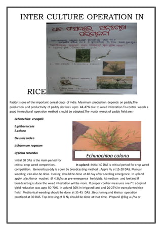 INTER CULTURE OPERATION IN
RICE
Paddy is one of the important cereal crops of India. Maximum production depends on paddy.The
production and productivity of paddy declines upto 44-47% due to weed infestation.To control weeds a
good intercultural operation method should be adopted.The major weeds of paddy field are:-
Echinochloa crusgalli
E.glaberescens
E.colona
Eleusine indica
Ischaemum rugosum
Cyperus rotundus
Initial 50 DAS is the main period for
critical crop weed competition. In upland:-Initial 40 DAS is critical period for crop weed
competition. Generally paddy is sown by broadcasting method . Apply N2 at 15-20 DAS. Manual
weeding can also be done. Hoeing should be done at 40 day after seedling emergence. In upland
apply alachlor or machet @ 4.5t/ha as pre-emergence herbicide. At medium and lowland if
broadcasting is done the weed infestation will be more. If proper control measures aren”t adopted
yield reduction was upto 50-70%. In upland 30% in irrigated land and 20-27% in transplanted rice
field. Mechanical weeding should be done at 35-45 DAS . Beushaning and khelua operation
practiced at 30 DAS. Top dressing of ½ N2 should be done at that time . Propanil @3kg a.i/ha or
Echinochloa colona
 