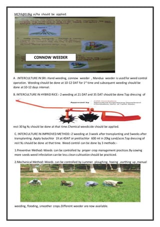 MCPA@0.8kg ai/ha should be applied.
A .INTERCULTURE IN SRI:-Hand weeding, connow weeder , Mandua weeder is used for weed control
operation. Weeding should be done at 10-12 DAT for 1st time and subsequent weeding should be
done at 10-12 days interval.
B. INTERCULTURE IN HYBRID RICE:- 2 weeding at 21 DAT and 35 DAT should be done.Top dressing of
rest 30 kg N2 should be done at that time.Chemical weedicide should be applied.
C. INTERCULTURE IN IMPROVED METHOD:-2 weeding at 3 week after transplanting and 5weeks after
transplanting .Apply butachlor 1lt at 4DAT or pretilachlor 600 ml in 20kg sand/acre.Top dressing of
rest N2 should be done at that time. Weed control can be done by 3 methods:-
1.Preventive Method:-Weeds can be controlled by proper crop management practices.By sowing
more seeds weed infestation can be less.clean cultivation should be practiced.
2.Mechanical Method:-Weeds can be controlled by summer ploughing, hoeing ,earthing up ,manual
weeding, flooding, smoother crops.Different weeder are now available.
CONNOW WEEDER
 