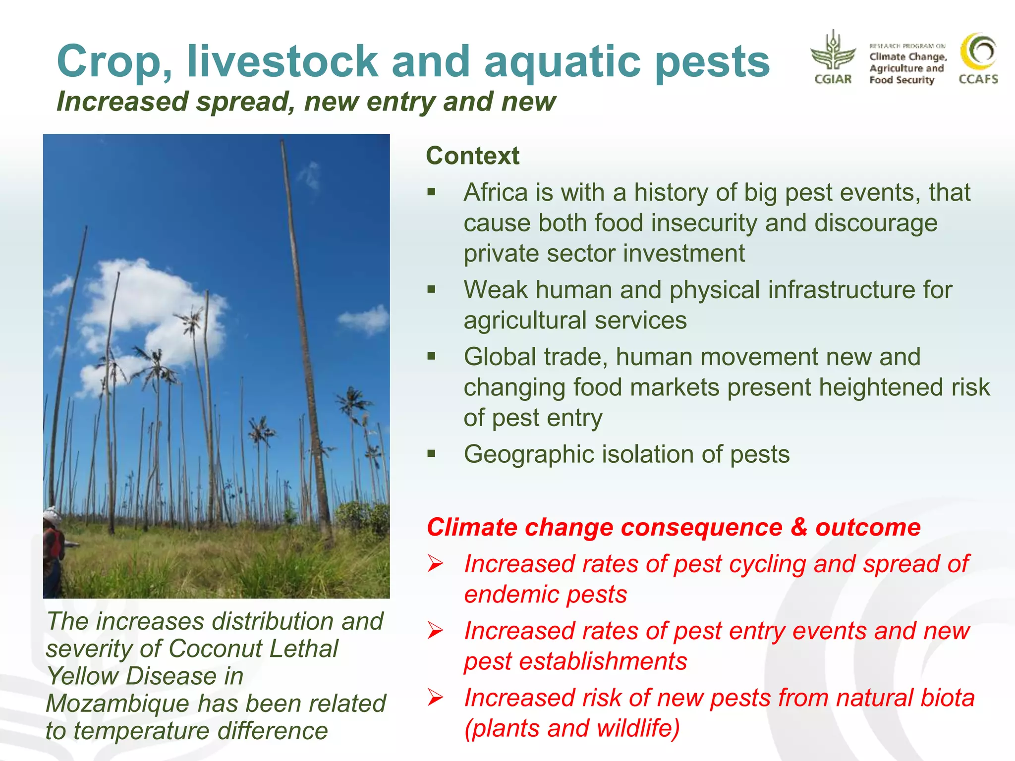 Crop, livestock and aquatic pests
Increased spread, new entry and new
Context
 Africa is with a history of big pest events, that
cause both food insecurity and discourage
private sector investment
 Weak human and physical infrastructure for
agricultural services
 Global trade, human movement new and
changing food markets present heightened risk
of pest entry
 Geographic isolation of pests
Climate change consequence & outcome
 Increased rates of pest cycling and spread of
endemic pests
 Increased rates of pest entry events and new
pest establishments
 Increased risk of new pests from natural biota
(plants and wildlife)
The increases distribution and
severity of Coconut Lethal
Yellow Disease in
Mozambique has been related
to temperature difference
 