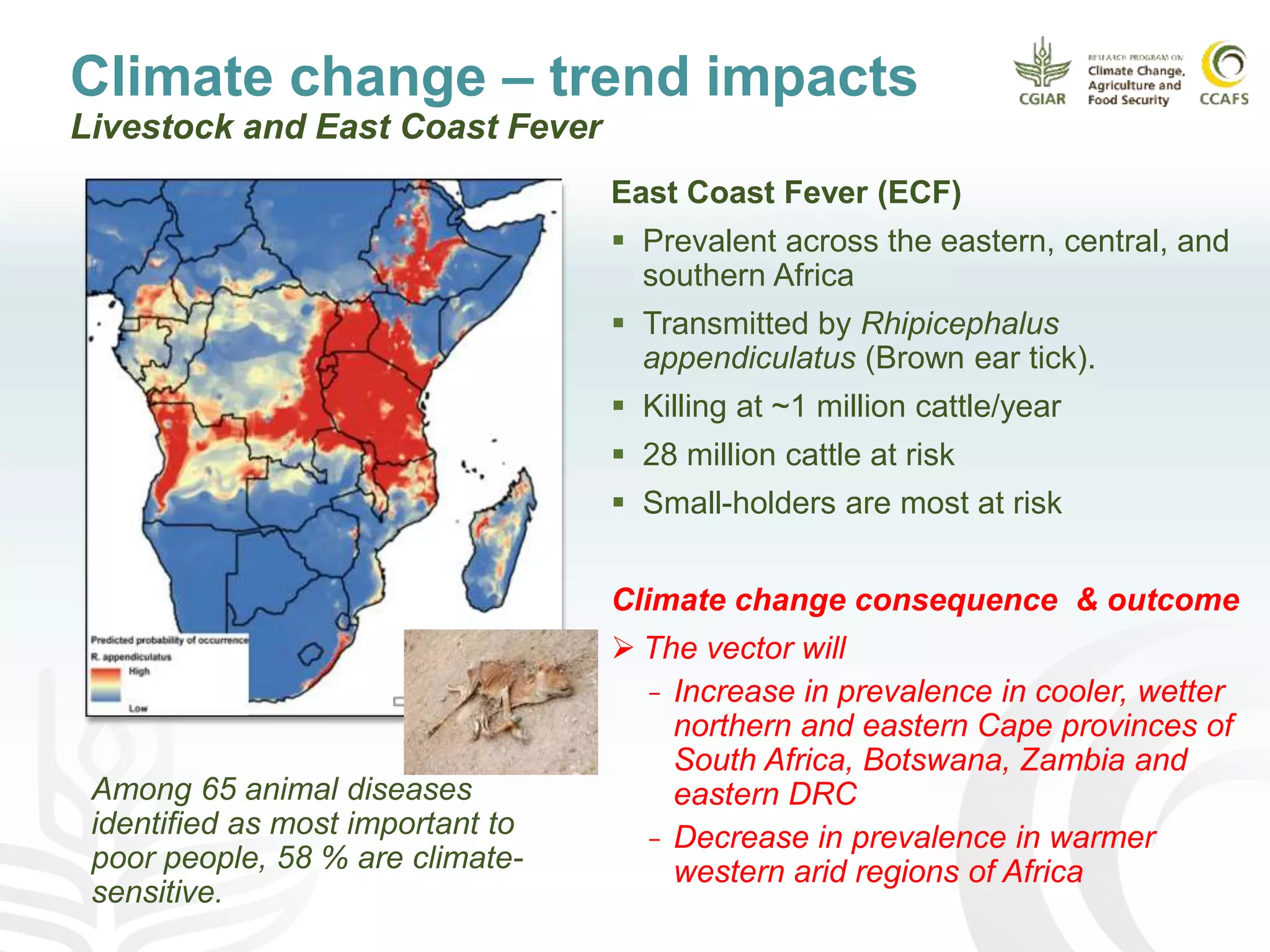 Climate change – trend impacts
Livestock and East Coast Fever
East Coast Fever (ECF)
 Prevalent across the eastern, central, and
southern Africa
 Transmitted by Rhipicephalus
appendiculatus (Brown ear tick).
 Killing at ~1 million cattle/year
 28 million cattle at risk
 Small-holders are most at risk
Climate change consequence & outcome
 The vector will
− Increase in prevalence in cooler, wetter
northern and eastern Cape provinces of
South Africa, Botswana, Zambia and
eastern DRC
− Decrease in prevalence in warmer
western arid regions of Africa
Among 65 animal diseases
identified as most important to
poor people, 58 % are climate-
sensitive.
 