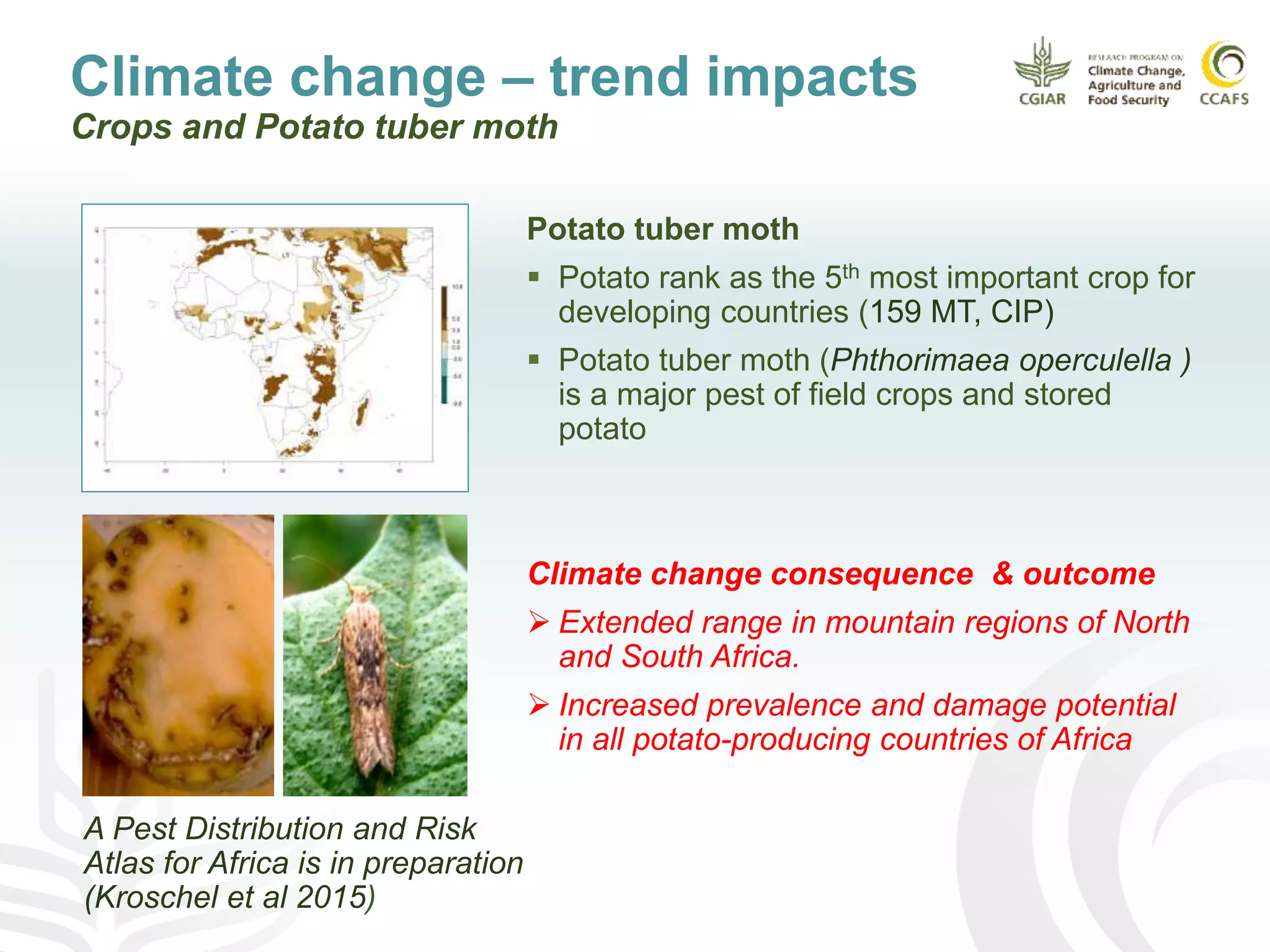 Climate change – trend impacts
Crops and Potato tuber moth
Potato tuber moth
 Potato rank as the 5th most important crop for
developing countries (159 MT, CIP)
 Potato tuber moth (Phthorimaea operculella )
is a major pest of field crops and stored
potato
Climate change consequence & outcome
 Extended range in mountain regions of North
and South Africa.
 Increased prevalence and damage potential
in all potato-producing countries of Africa
A Pest Distribution and Risk
Atlas for Africa is in preparation
(Kroschel et al 2015)
 
