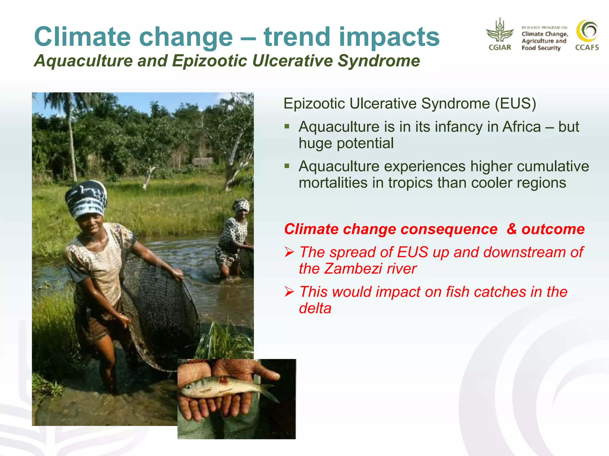 Climate change – trend impacts
Aquaculture and Epizootic Ulcerative Syndrome
Epizootic Ulcerative Syndrome (EUS)
 Aquaculture is in its infancy in Africa – but
huge potential
 Aquaculture experiences higher cumulative
mortalities in tropics than cooler regions
Climate change consequence & outcome
 The spread of EUS up and downstream of
the Zambezi river
 This would impact on fish catches in the
delta
 