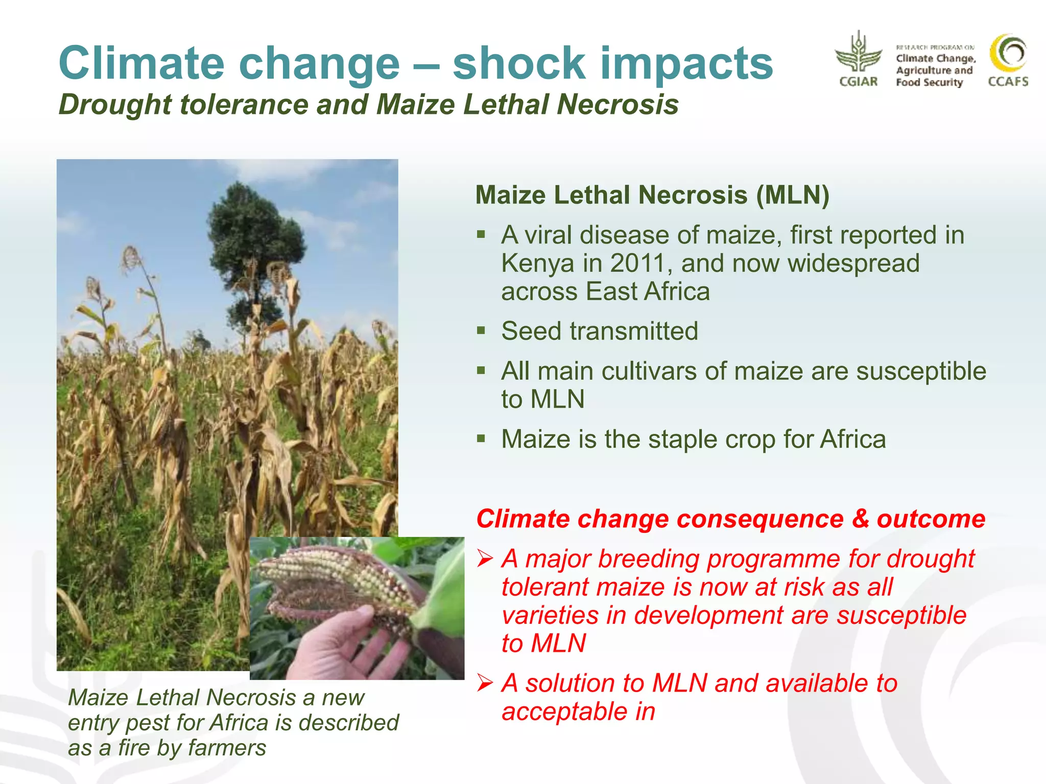 Climate change – shock impacts
Drought tolerance and Maize Lethal Necrosis
Maize Lethal Necrosis (MLN)
 A viral disease of maize, first reported in
Kenya in 2011, and now widespread
across East Africa
 Seed transmitted
 All main cultivars of maize are susceptible
to MLN
 Maize is the staple crop for Africa
Climate change consequence & outcome
 A major breeding programme for drought
tolerant maize is now at risk as all
varieties in development are susceptible
to MLN
 A solution to MLN and available to
acceptable in
Maize Lethal Necrosis a new
entry pest for Africa is described
as a fire by farmers
 