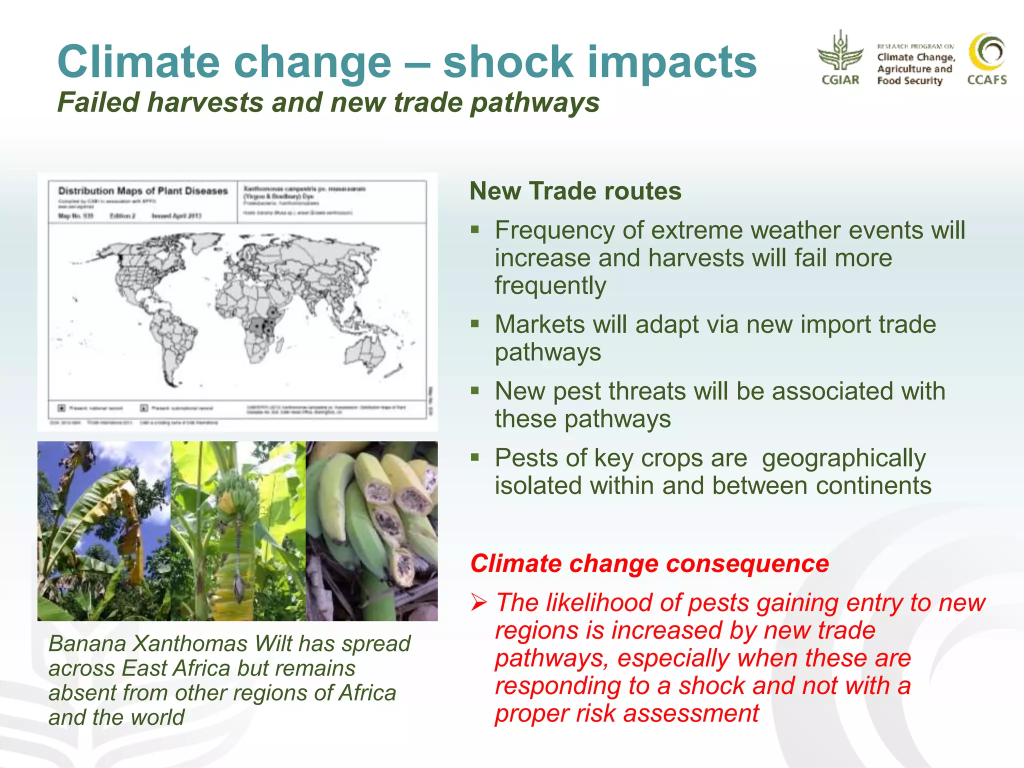 Climate change – shock impacts
Failed harvests and new trade pathways
New Trade routes
 Frequency of extreme weather events will
increase and harvests will fail more
frequently
 Markets will adapt via new import trade
pathways
 New pest threats will be associated with
these pathways
 Pests of key crops are geographically
isolated within and between continents
Climate change consequence
 The likelihood of pests gaining entry to new
regions is increased by new trade
pathways, especially when these are
responding to a shock and not with a
proper risk assessment
Banana Xanthomas Wilt has spread
across East Africa but remains
absent from other regions of Africa
and the world
 