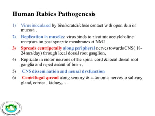 Compiled rabies training for health professionals ppt.pdf