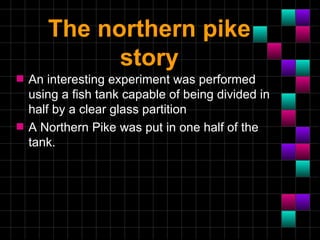 The northern pike
             story
s   An interesting experiment was performed
    using a fish tank capable of being divided in
    half by a clear glass partition
s   A Northern Pike was put in one half of the
    tank.
 