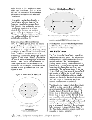 seeds, instead of four, are planted in the                       Figure 6: Hidatsa Bean Mound
top of each mound (see Figure 6). Grow-
ing corn together in bunches offers extra
support and protection from wind and
rain damage.
                                                                                                                                                         N
Hidatsa flint corn is planted in May in
North Dakota when the leaves of the                                                                 6 in.
Gooseberry shrubs have emerged and
fully formed. Corn is planted a week or                              B         B                                             B         B
two after the sunflowers have been
planted. This flint corn is a semiarid                                     B                                                      B
variety with a growing season of about
70 days. It is advisable to research which
corn variety works best for your zone                           Bean seeds are planted on the south-facing slope of the mound. One seed
                                                                   is planted per hole, with a total of six seeds planted in each mound.
and climatic conditions (7).
                                                                                                Drawing by Mardi Dodson
                                                                  Concept taken from Native American Gardening by Michael J. Caduto and Joseph Bruchac

Beans are planted at the same time as
corn. In a Hidatsa garden, beans are planted                       second person follows behind and plants one
separately from the corn in their own mounds.                      seed in each hole. A total of six seeds are
The bean mounds are located between the                            planted in each bean mound (7).
rows of corn in a staggered, alternating pattern
(see Figure 4). The mounds are rounded ovals,                      Zuni Waffle Garden
about 4 inches tall by 7 inches wide by 14
inches long. Traditionally, two people worked                      The Zuni live in the Four Corners area of the
together to plant beans. The first person made                     Southwestern United States. This arid climate
six holes in the south-facing slope of the bean                    at altitudes over 7,000 feet makes gardening a
mound. This is done in one swift motion by                         special challenge. The Wampanoag and
thrusting both hands into the soil with the                        Hidatsa garden designs use raised mounds to
thumb and first two fingers extended to make                       keep the root systems from being waterlogged.
two sets of holes spaced 6 inches apart (see                       In contrast, the focus of this garden is water
Figure 7). The                                                     conservation. The waffles are about 12 feet by
                                                                   12 feet. Each individual square is indented and
                                                                   surrounded by a high rim. In each square, a
     Figure 7: Hidatsa Corn Mound                                  single crop or combinations of crops may be
                                                                   planted (see Figure 8). This garden design will
                                                                   work anywhere in the country where dry
                                                                   summer conditions are experienced.

                                                                   Traditionally, the crops are planted intensively
                         C               C                         with five to eight corn seeds in each hole to
                                                                   create clumps of corn similar to those in the
               C         C               C         C               Hidatsa garden. Corn seeds are planted 4-8
                                                                   inches deep in light sandy soils and about 4
                         C               C                         inches deep or less in heavier clay soil. Beans
                                                                   and squash have the same planting depths and
                                                                   spacing requirements as corn (8). The same
                                                                   number of beans (4-8 seeds) are planted around
                                                                   each clump of corn, one seed per hole. Only
            In a Hidatsa garden, eight seeds are planted
                                                                   one or two squash plantings (4-8 seeds in each
                         atop each mound.                          hole) are added to each waffle (see Figure 8)
                         Drawing by Mardi Dodson                   (3). As with the other two designs, sunflowers
              Concept taken from Native American Gardening by
                   Michael J. Caduto and Joseph Bruchac            may also be planted along the

      ATTRA// Companion Planting: Basic Concepts & Resources                                                                            Page 11
 