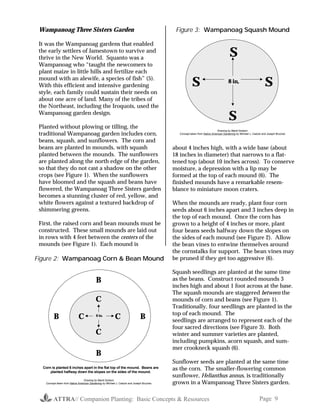 Wampanoag Three Sisters Garden                                                            Figure 3: Wampanoag Squash Mound

 It was the Wampanoag gardens that enabled
 the early settlers of Jamestown to survive and
 thrive in the New World. Squanto was a
                                                                                                                                   S
 Wampanoag who “taught the newcomers to
 plant maize in little hills and fertilize each
 mound with an alewife, a species of fish” (5).
 With this efficient and intensive gardening                                                         S                            8 in.
                                                                                                                                                               S
 style, each family could sustain their needs on
 about one acre of land. Many of the tribes of
 the Northeast, including the Iroquois, used the
 Wampanoag garden design.
                                                                                                                                   S
 Planted without plowing or tilling, the
                                                                                                                          Drawing by Mardi Dodson
 traditional Wampanoag garden includes corn,                                                Concept taken from Native American Gardening by Michael J. Caduto and Joseph Bruchac

 beans, squash, and sunflowers. The corn and
 beans are planted in mounds, with squash                                                 about 4 inches high, with a wide base (about
 planted between the mounds. The sunflowers                                               18 inches in diameter) that narrows to a flat-
 are planted along the north edge of the garden,                                          tened top (about 10 inches across). To conserve
 so that they do not cast a shadow on the other                                           moisture, a depression with a lip may be
 crops (see Figure 1). When the sunflowers                                                formed at the top of each mound (6). The
 have bloomed and the squash and beans have                                               finished mounds have a remarkable resem-
 flowered, the Wampanoag Three Sisters garden                                             blance to miniature moon craters.
 becomes a stunning cluster of red, yellow, and
 white flowers against a textured backdrop of                                             When the mounds are ready, plant four corn
 shimmering greens.                                                                       seeds about 6 inches apart and 3 inches deep in
                                                                                          the top of each mound. Once the corn has
 First, the raised corn and bean mounds must be                                           grown to a height of 4 inches or more, plant
 constructed. These small mounds are laid out                                             four beans seeds halfway down the slopes on
 in rows with 4 feet between the centers of the                                           the sides of each mound (see Figure 2). Allow
 mounds (see Figure 1). Each mound is                                                     the bean vines to entwine themselves around
                                                                                          the cornstalks for support. The bean vines may
Figure 2: Wampanoag Corn & Bean Mound                                                     be pruned if they get too aggressive (6).

                                                                                          Squash seedlings are planted at the same time
                                          B                                               as the beans. Construct rounded mounds 3
                                                                                          inches high and about 1 foot across at the base.
                                                                                          The squash mounds are staggered between the
                                          C                                               mounds of corn and beans (see Figure 1).
                                                                                          Traditionally, four seedlings are planted in the
                                                                                          top of each mound. The
         B                  C             6 in.
                                                         C                   B            seedlings are arranged to represent each of the
                                                                                          four sacred directions (see Figure 3). Both
                                          C                                               winter and summer varieties are planted,
                                                                                          including pumpkins, acorn squash, and sum-
                                                                                          mer crookneck squash (6).
                                          B
                                                                                          Sunflower seeds are planted at the same time
  Corn is planted 6 inches apart in the flat top of the mound. Beans are
      planted halfway down the slopes on the sides of the mound.
                                                                                          as the corn. The smaller-flowering common
                                                                                          sunflower, Helianthus annus, is traditionally
                                                                                          grown in a Wampanoag Three Sisters garden.
                                 Drawing by Mardi Dodson
   Concept taken from Native American Gardening by Michael J. Caduto and Joseph Bruchac




        ATTRA// Companion Planting: Basic Concepts & Resources                                                                                             Page 9
 