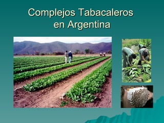 Complejos Tabacaleros  en Argentina 