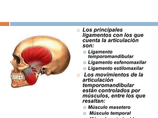 

Los principales
ligamentos con los que
cuenta la articulación
son:






Ligamento
temporomandibular
Ligamento esfenomaxilar
Ligamento estilomaxilar

Los movimientos de la
articulación
temporomandibular
están controlados por
músculos, entre los que
resaltan:



Músculo masetero
Músculo temporal

 