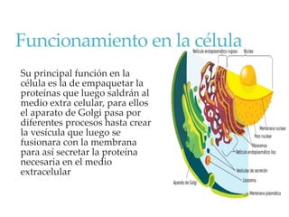 Funcionamiento en la célula
Su principal función en la
célula es la de empaquetar la
proteínas que luego saldrán al
medio extra celular, para ellos
el aparato de Golgi pasa por
diferentes procesos hasta crear
la vesícula que luego se
fusionara con la membrana
para así secretar la proteína
necesaria en el medio
extracelular
 