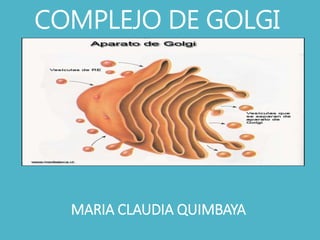 COMPLEJO DE GOLGI
MARIA CLAUDIA QUIMBAYA
 