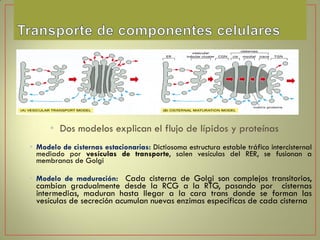 Cisterna Rer Complejo de Golgi Dl20.pdf gggggggggggggg | PDF