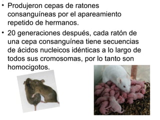 Complejo de histocompatibilidad cph | PPT