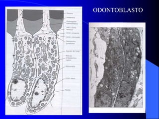 ODONTOBLASTO
 