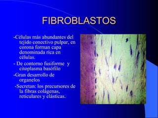 FIBROBLASTOS
-Células más abundantes del
tejido conectivo pulpar, en
corona forman capa
denominada rica en
células.
- De contorno fusiforme y
citoplasma basófilo
-Gran desarrollo de
organelos
-Secretan: los precursores de
la fibras colágenas,
reticulares y elásticas.
 