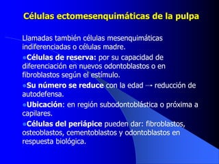 Células ectomesenquimáticas de la pulpa
Llamadas también células mesenquimáticas
indiferenciadas o células madre.
Células de reserva: por su capacidad de
diferenciación en nuevos odontoblastos o en
fibroblastos según el estímulo.
Su número se reduce con la edad reducción de
autodefensa.
Ubicación: en región subodontoblástica o próxima a
capilares.
Células del periápice pueden dar: fibroblastos,
osteoblastos, cementoblastos y odontoblastos en
respuesta biológica.
 