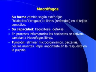 Macrófagos
Su forma cambia según estén fijos
“histiocitos”(irregular) o libres (redondos) en el tejido
conectivo.
 Su capacidad: Fagocitosis, defensa .
 En procesos inflamatorios los histiocitos se activan,
cambian a Macrófagos libres.
 Función: eliminar microorganismos, bacterias,
células muertas. Papel importante en la respuesta en
la pulpitis.
 