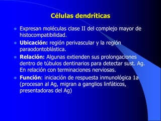 Células dendríticas
 Expresan moléculas clase II del complejo mayor de
histocompatibilidad.
 Ubicación: región perivascular y la región
paraodontoblástica.
 Relación: Algunas extienden sus prolongaciones
dentro de túbulos dentinarios para detectar sust. Ag.
En relación con terminaciones nerviosas.
 Función: iniciación de respuesta inmunológica 1a
(procesan al Ag, migran a ganglios linfáticos,
presentadoras del Ag)
 