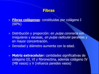 Fibras
 Fibras colágenas: constituidas por colágeno I
(60%)
 Distribución y proporción: en pulpa coronaria son
irregulares y escasas, en pulpa radicular paralelas y
en mayor concentración.
 Densidad y diámetro aumenta con la edad.
 Matriz extracelular: cantidades significativas de
colágeno III, VI y fibronectina, además colágeno IV
(MB vasos) y V (refuerza paredes vasos)
 