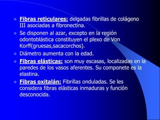  Fibras reticulares: delgadas fibrillas de colágeno
III asociadas a fibronectina.
 Se disponen al azar, excepto en la región
odontoblástica constituyen el plexo de Von
Korff(gruesas,sacacorchos).
 Diámetro aumenta con la edad.
 Fibras elásticas: son muy escasas, localizadas en la
paredes de los vasos aferentes. Su componete es la
elastina.
 Fibras oxitalán: Fibrillas onduladas. Se les
considera fibras elásticas inmaduras y función
desconocida.
 