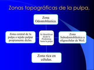 Zonas topográficas de la pulpa.
Se Identifican
desde la
Predentina
hasta la pulpa
Zona
Odontoblástica.
Zona
Subodontoblástica u
oligocelular de Weil.
Zona rica en
células.
Zona central de la
pulpa o tejido pulpar
propiamente dicho.
 