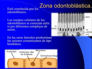 Zona odontoblástica.• Está constituida por los
odontoblastos.
• Los cuerpos celulares de los
odontoblastos se conectan entre
sí por diferentes complejos de
unión.
• En las caras laterales predominan
las uniones comunicantes de tipo
hendidura.
 