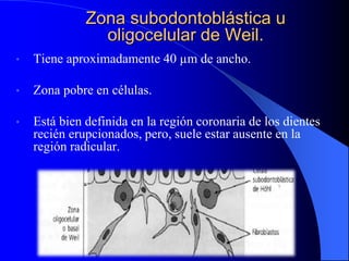 Zona subodontoblástica u
oligocelular de Weil.
• Tiene aproximadamente 40 µm de ancho.
• Zona pobre en células.
• Está bien definida en la región coronaria de los dientes
recién erupcionados, pero, suele estar ausente en la
región radicular.
 