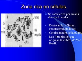 Zona rica en células.
 Se caracteriza por su alta
densidad celular.
• Destacan las células
ectomesenquimáticas.
• Células madre de la pulpa.
• Los fibroblastos que
originan las fibras de Von
Korff.
 